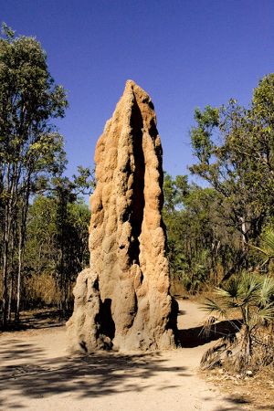 Termite Mound Litchfield 